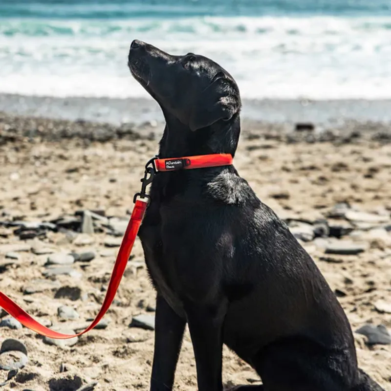 Waterproof Dog Lead-3