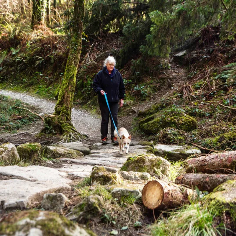 Waterproof Dog Lead-5