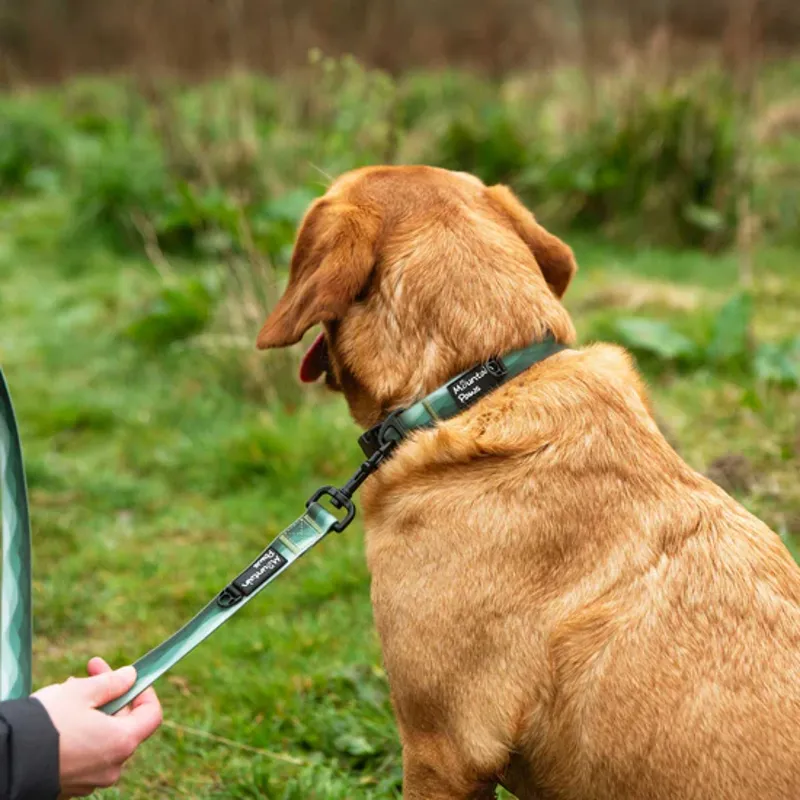 Waterproof Dog Lead-4
