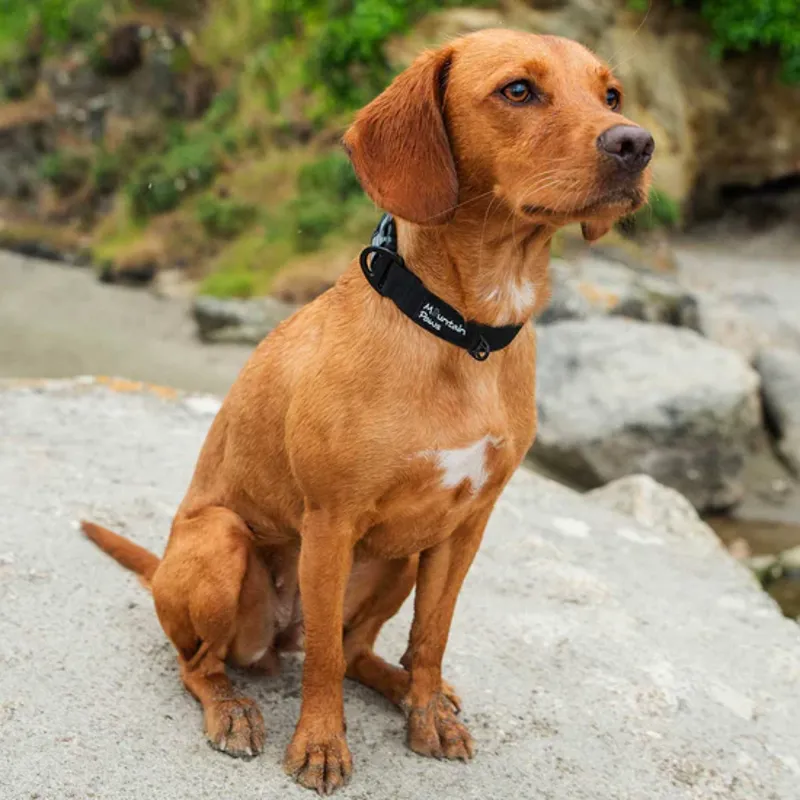 Extra Tough Dog Collar Black-1