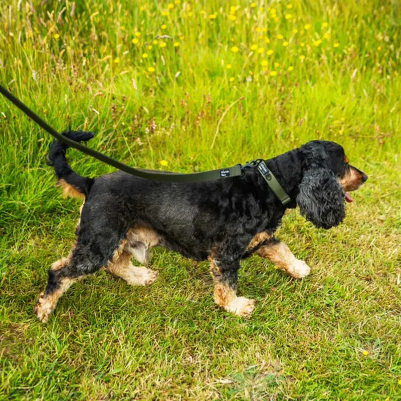 Extra Tough Dog Collar Olive-1