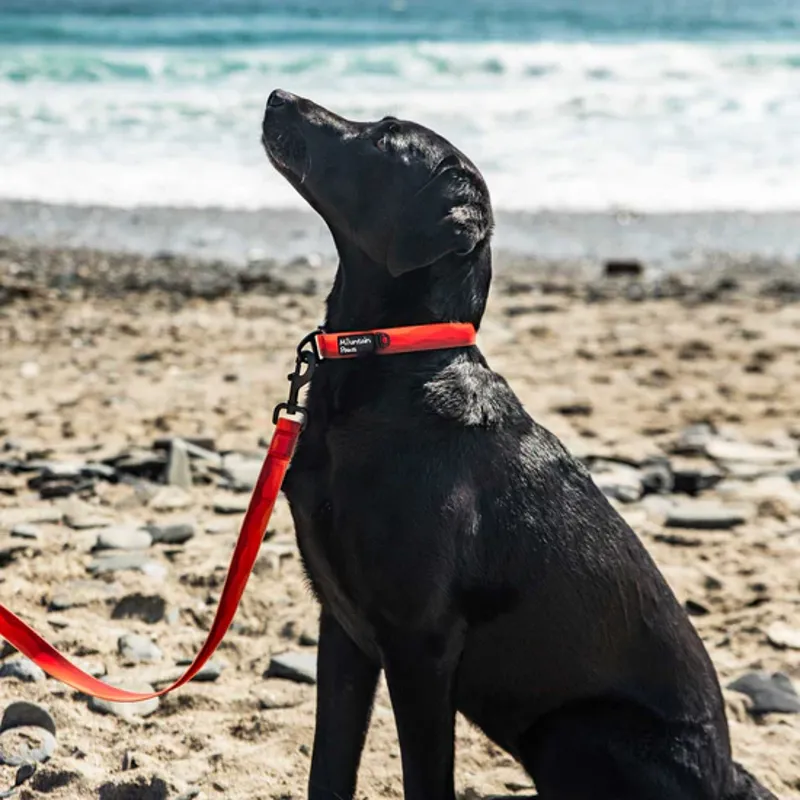 Waterproof Dog Collar Orange-1