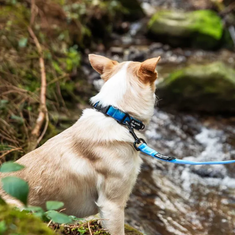 Waterproof Dog Collar Blue-2