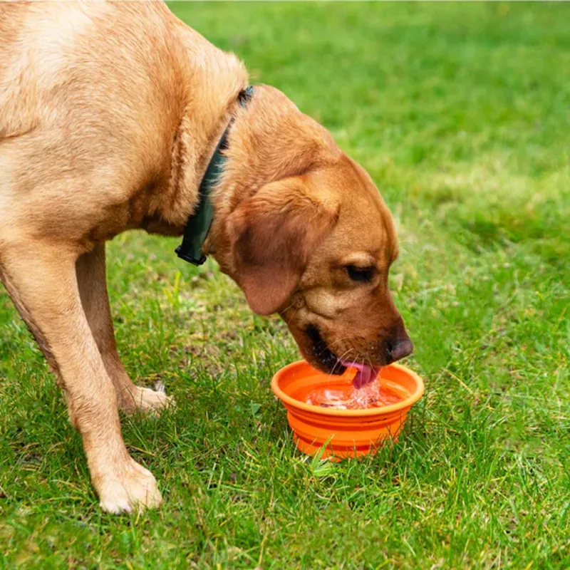 Collapsible Silicone Dog Bowl Orange-1