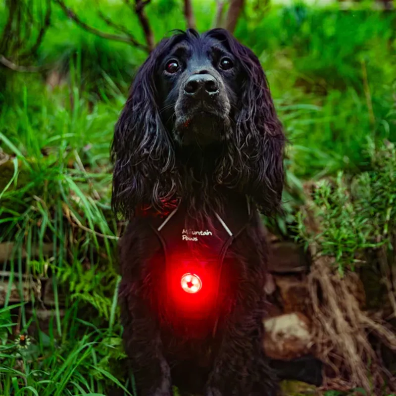 Dog Safety Light 2-Pack-1