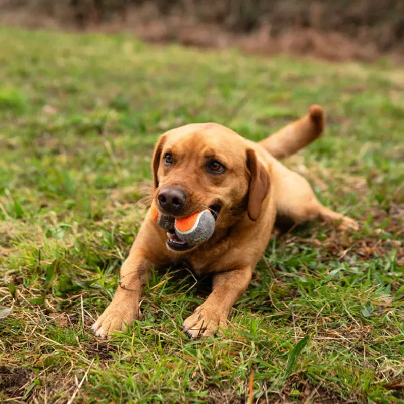 Dog Tennis Balls 3 Pack-2