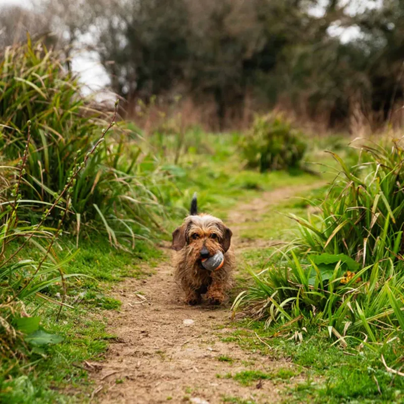 Dog Tennis Balls 3 Pack-1