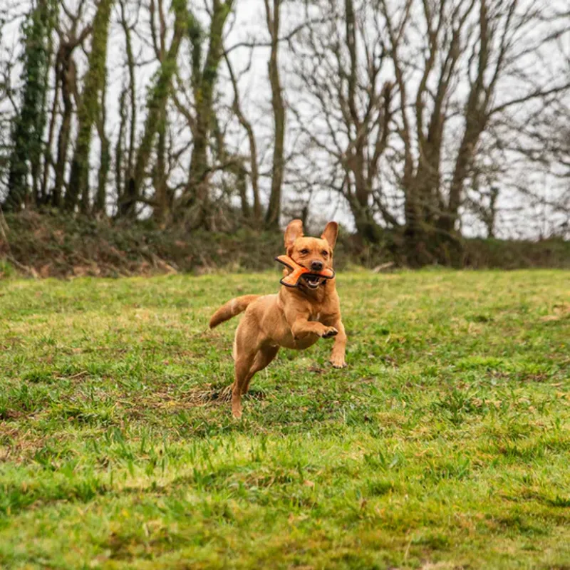 Rubber Throw Dog Toy Orange-3